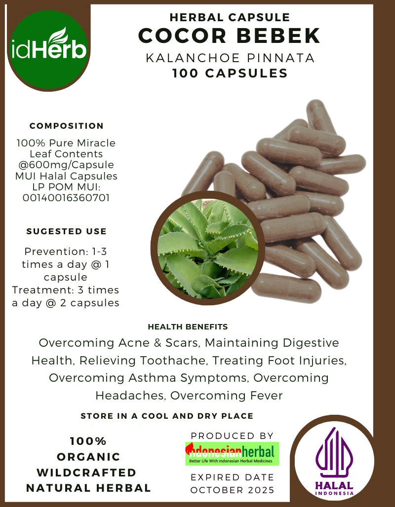 CAPSULE Kalanchoe Pinnata Cocor Bebek Natural Organic Herbal Herbs