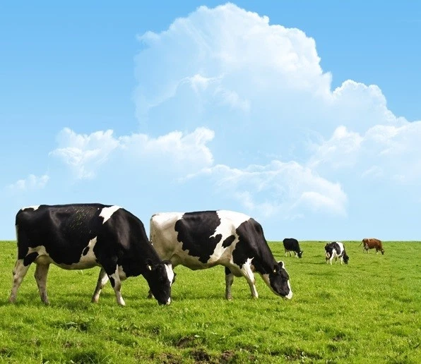 Microcrystalline Hydroxyapatite Powder (MCHA) 5kg BULK Australian Made