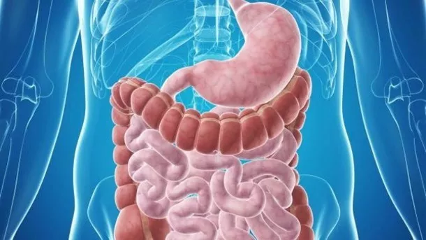 장 건강 지원 - 기생충 방지 솔루션 1475mg - 웜우드 씨앗 3B