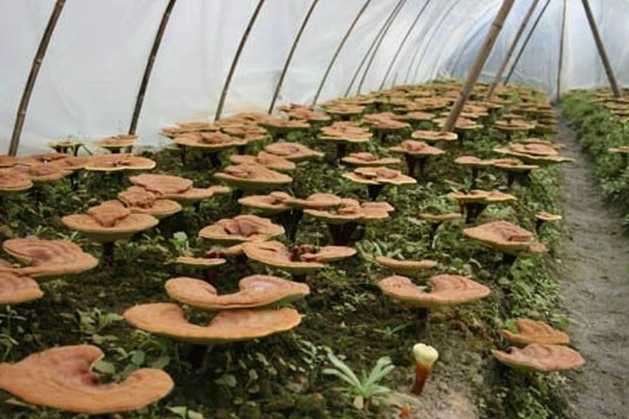 Organic Maitake Mushroom Extract Powder 250g - Polysaccharide 30%